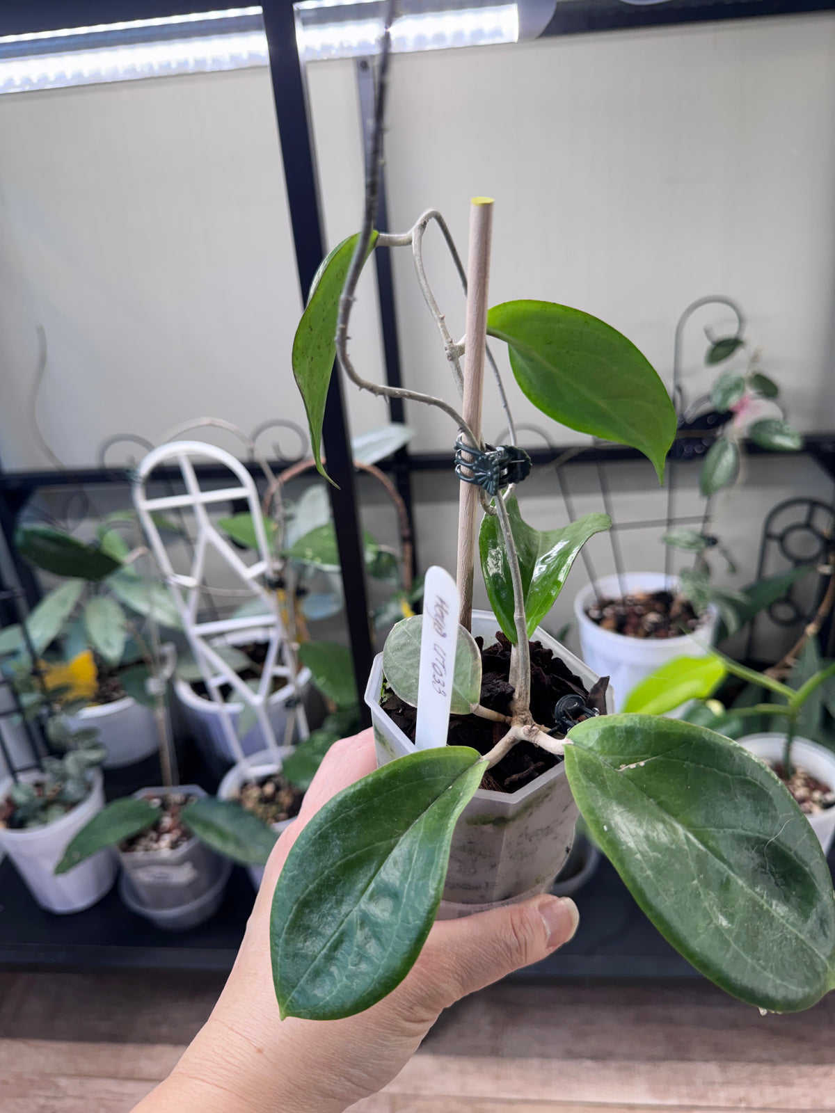 Hoya ut033