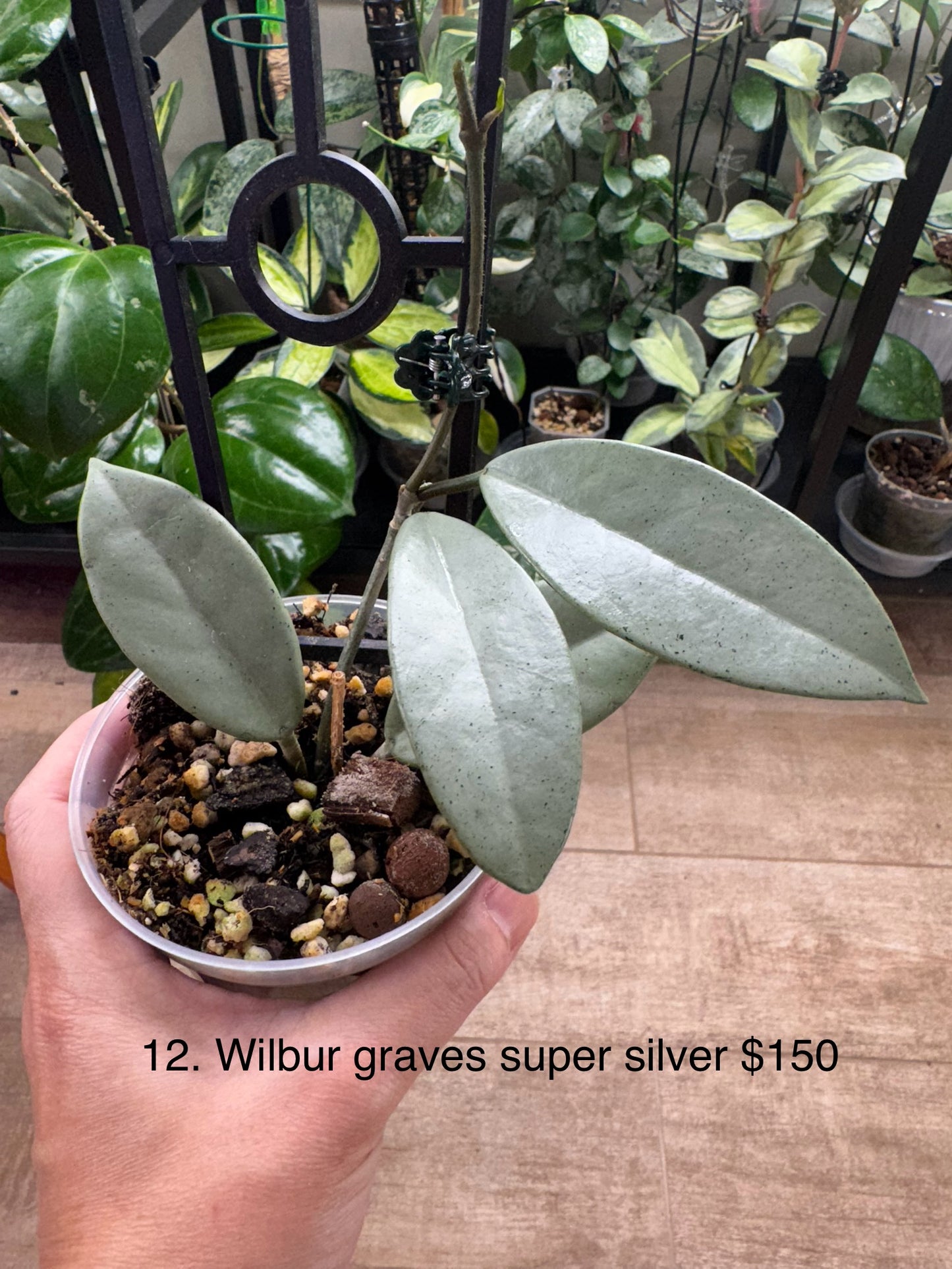 Hoya Wilbur graves super silver active growth