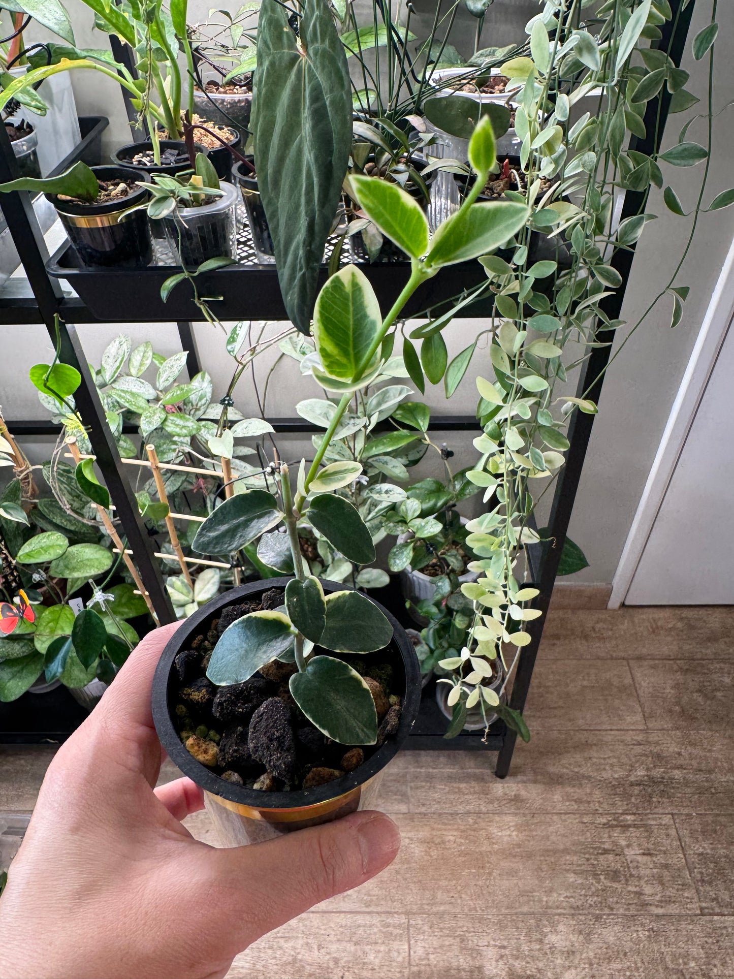 Hoya cummingiana albo