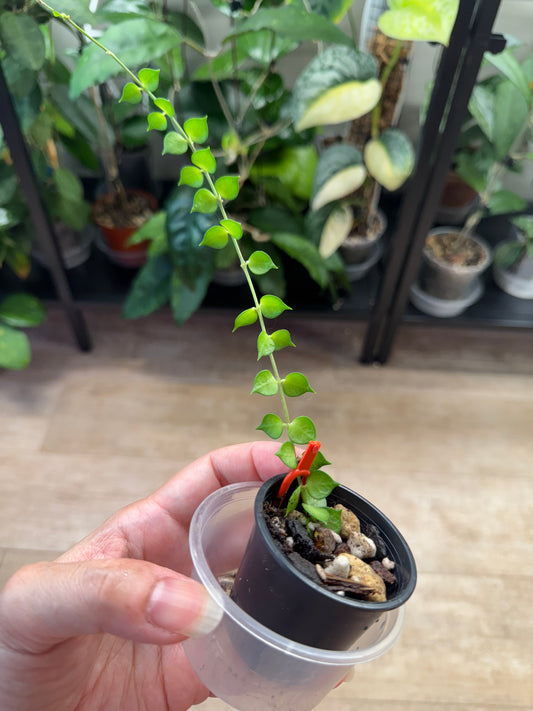 Dischidia ruscifolia million hearts