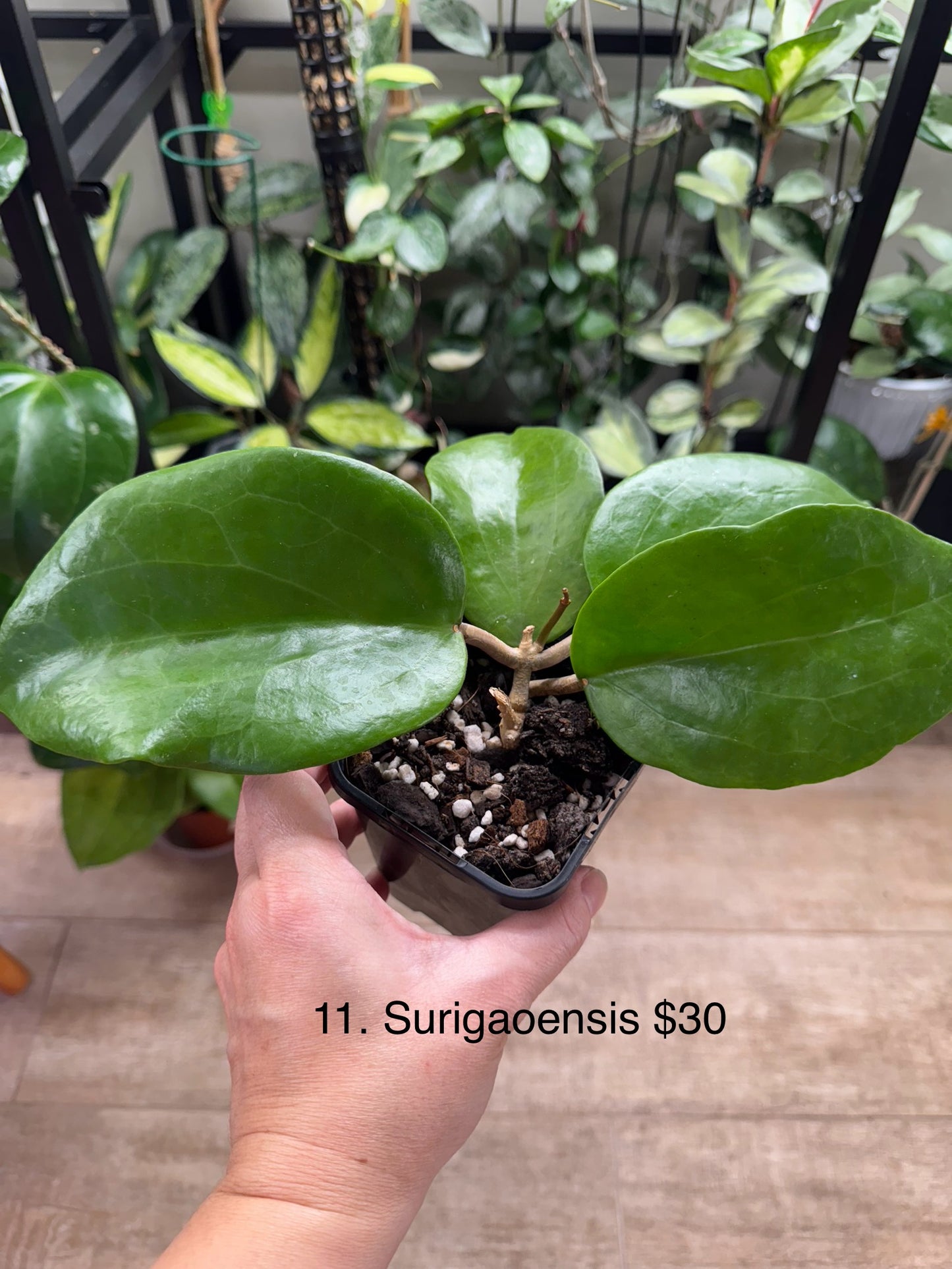Hoya surigaoensis