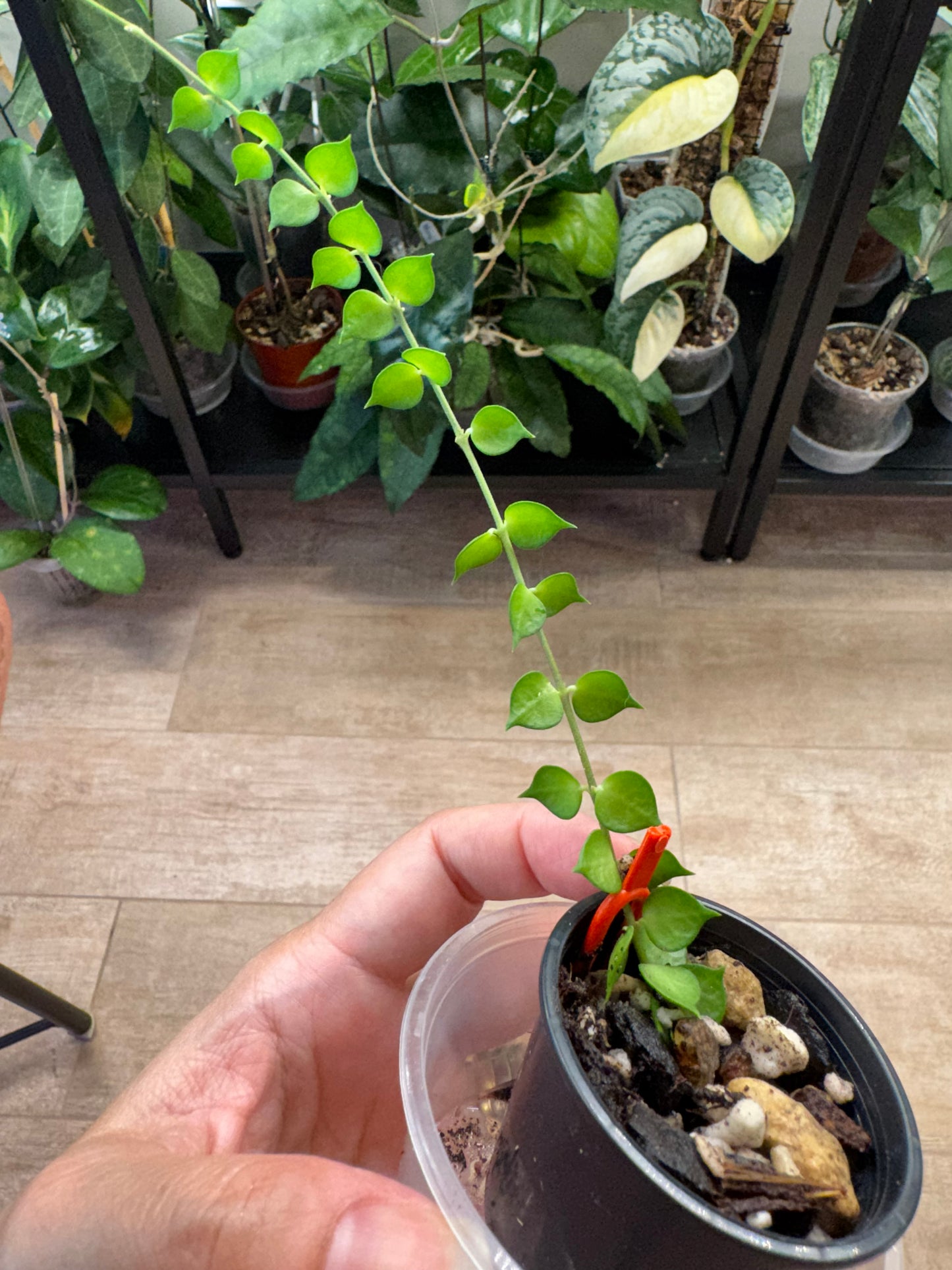 Dischidia ruscifolia million hearts