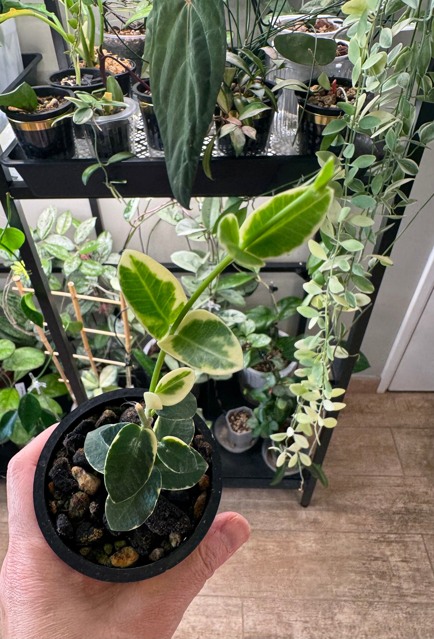 Hoya cummingiana albo