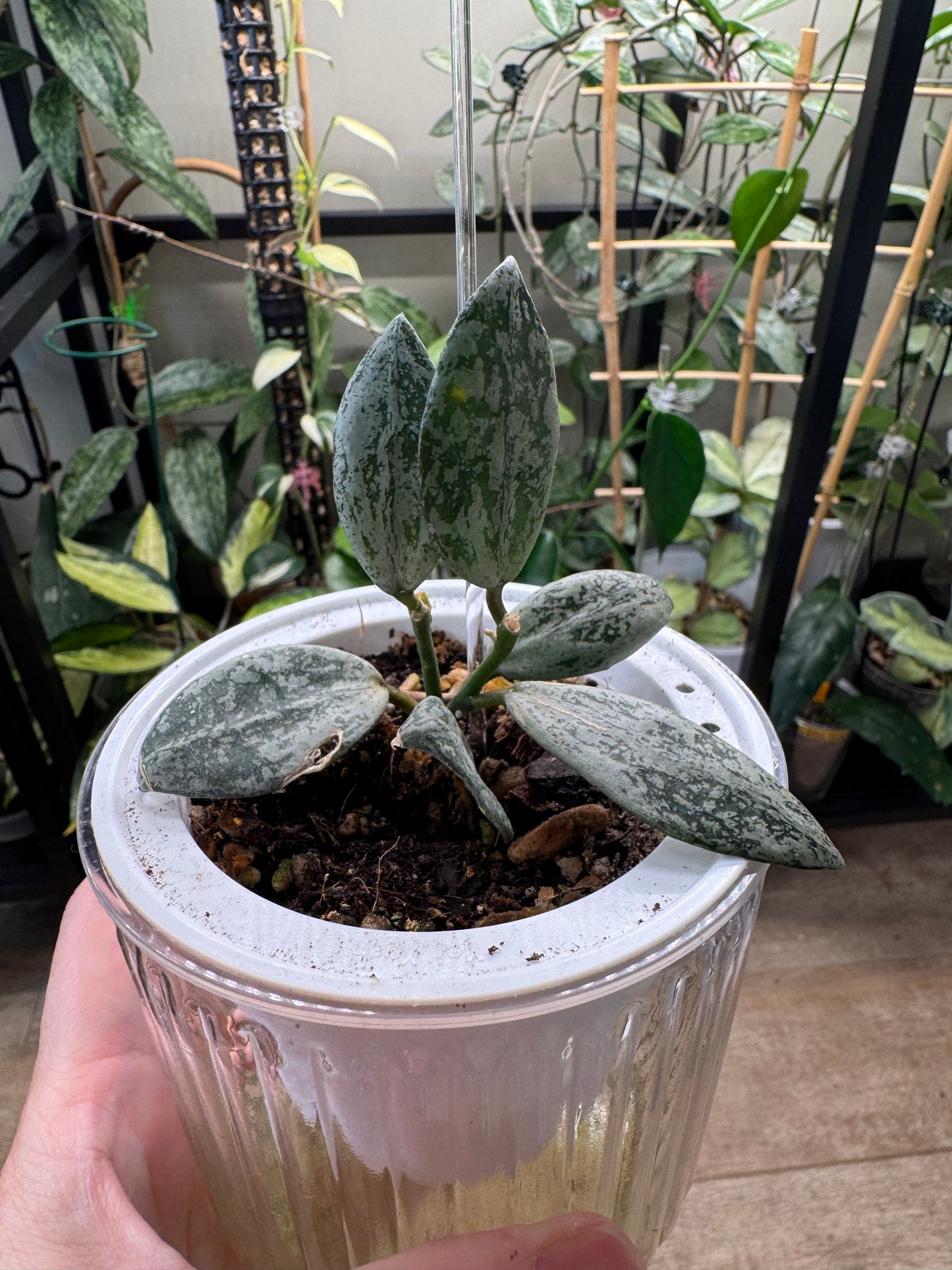 Rare Hoya lacunosa silver lime