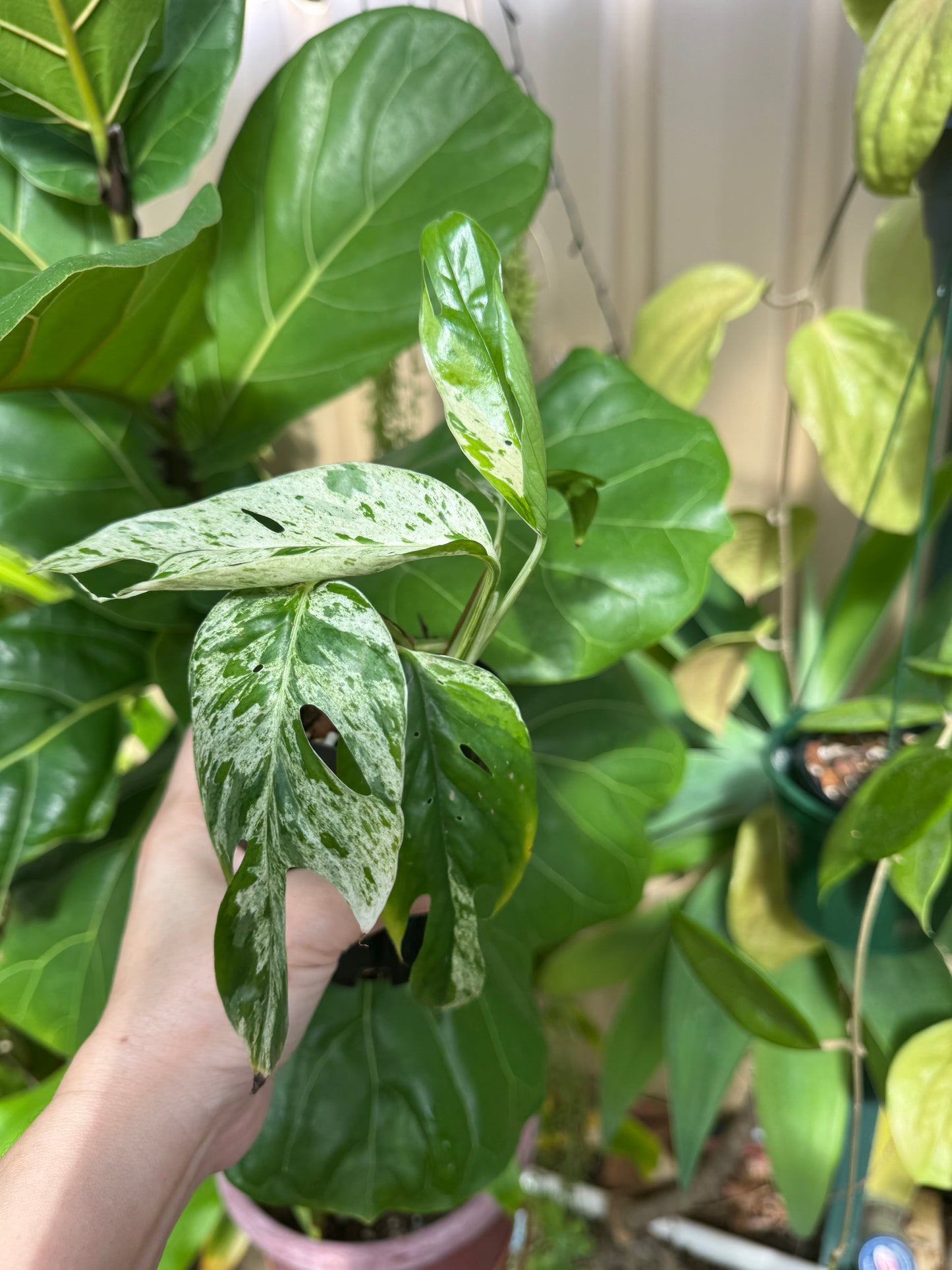 Epipremnum pinnatum marble