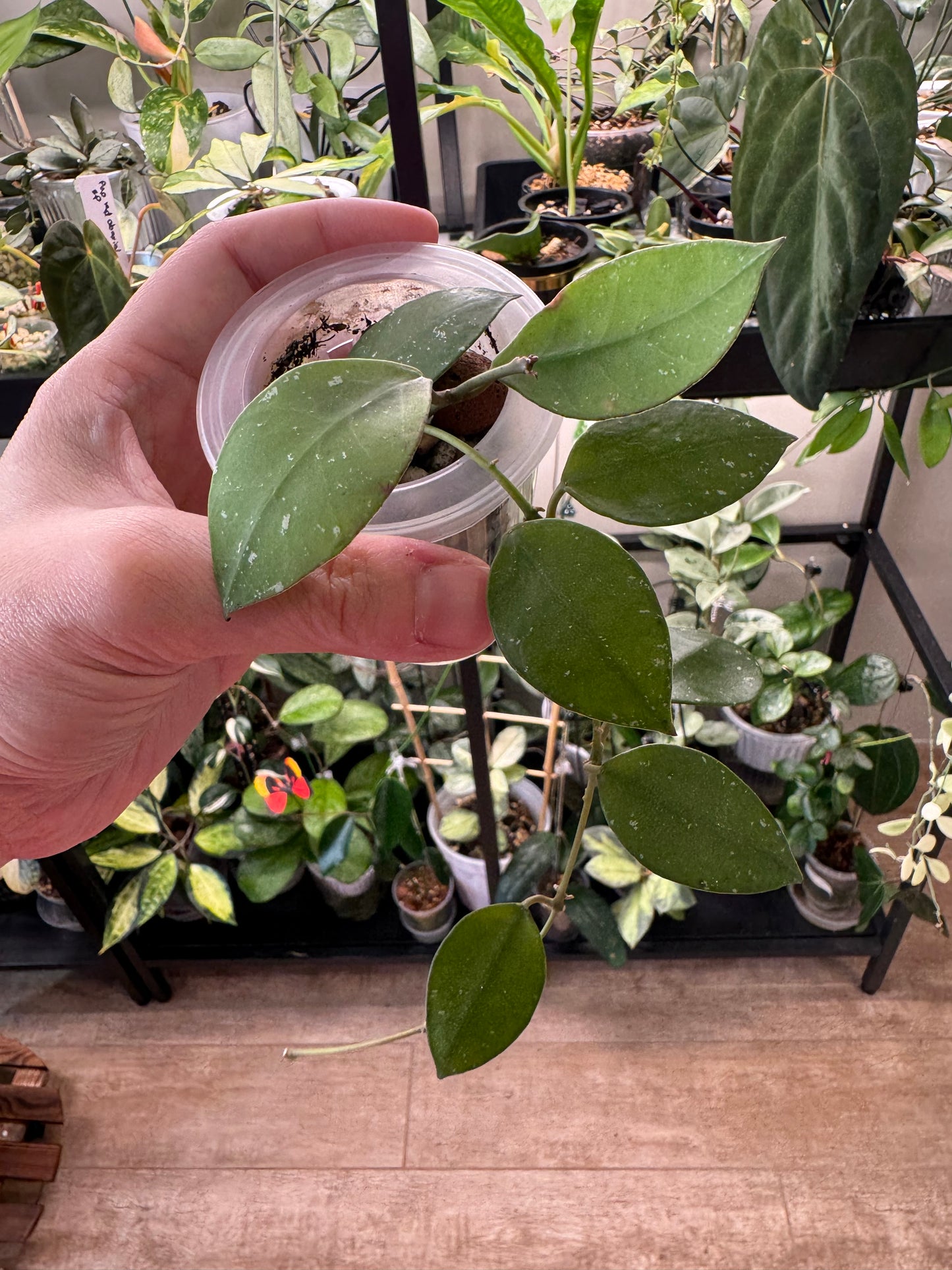 Hoya nabawensis splash