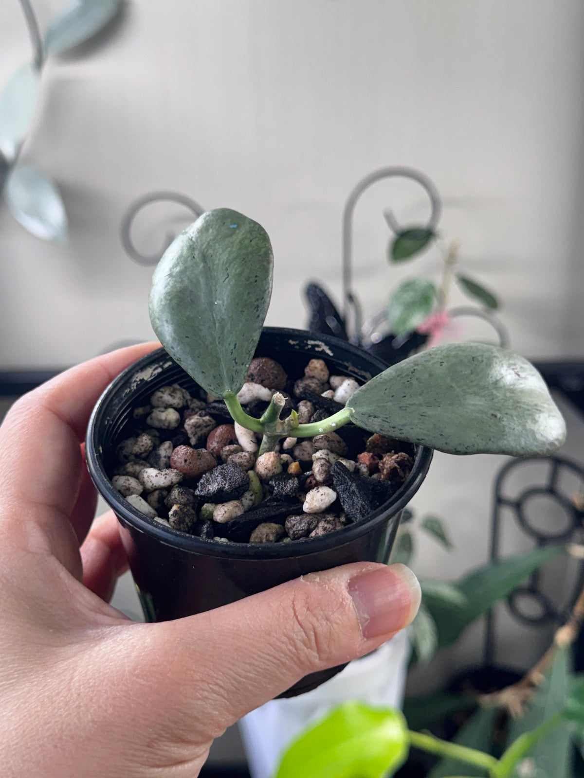 Hoya Chiang dao silver
