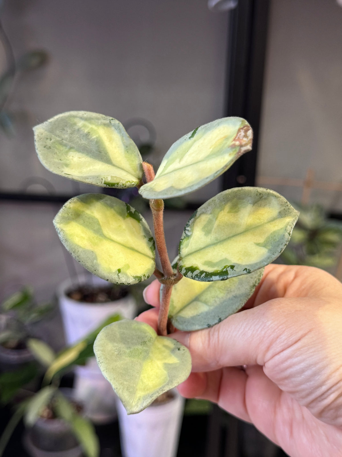 Hoya argentea princess b cutting