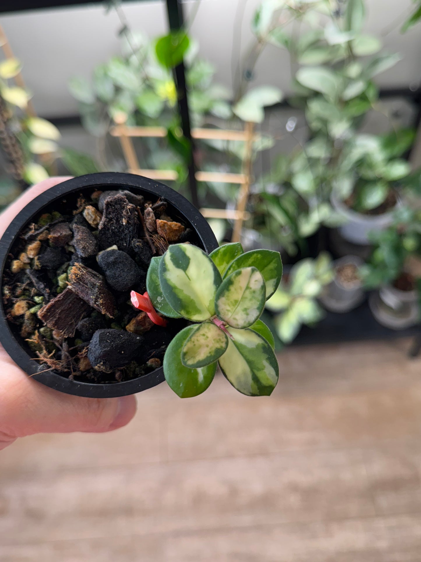 RARE Hoya mathilde variegated