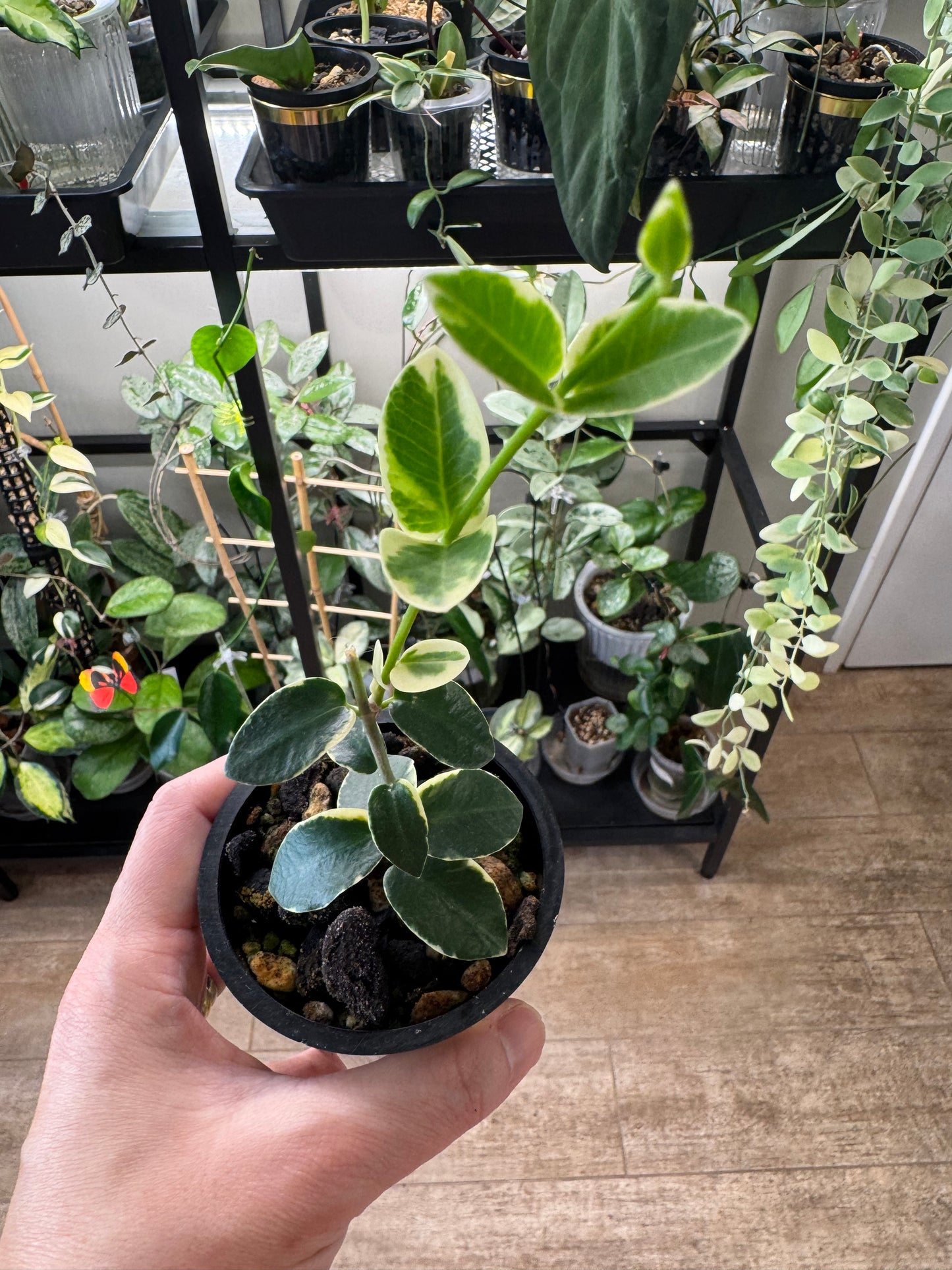 Hoya cummingiana albo