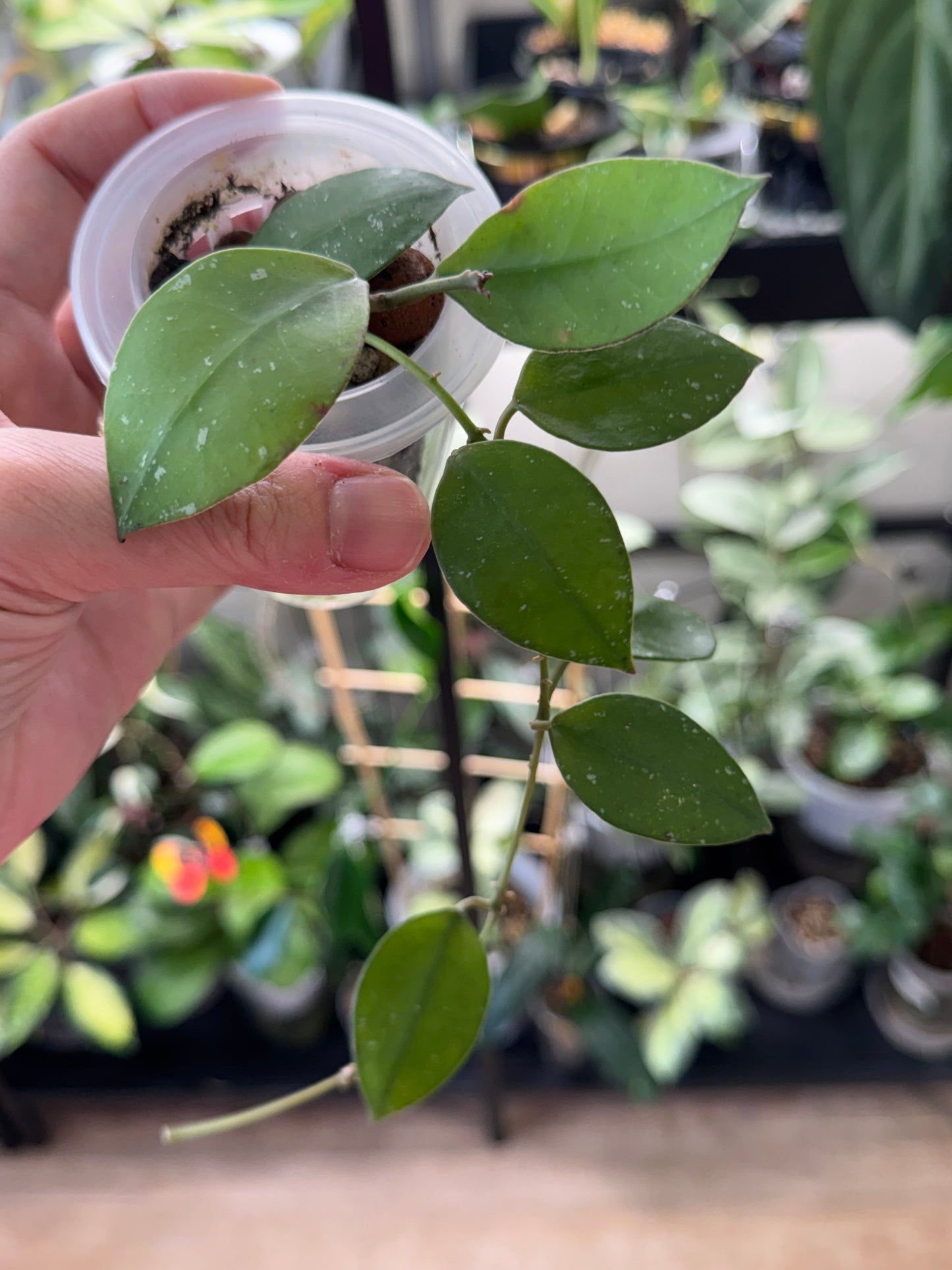 Hoya nabawensis splash