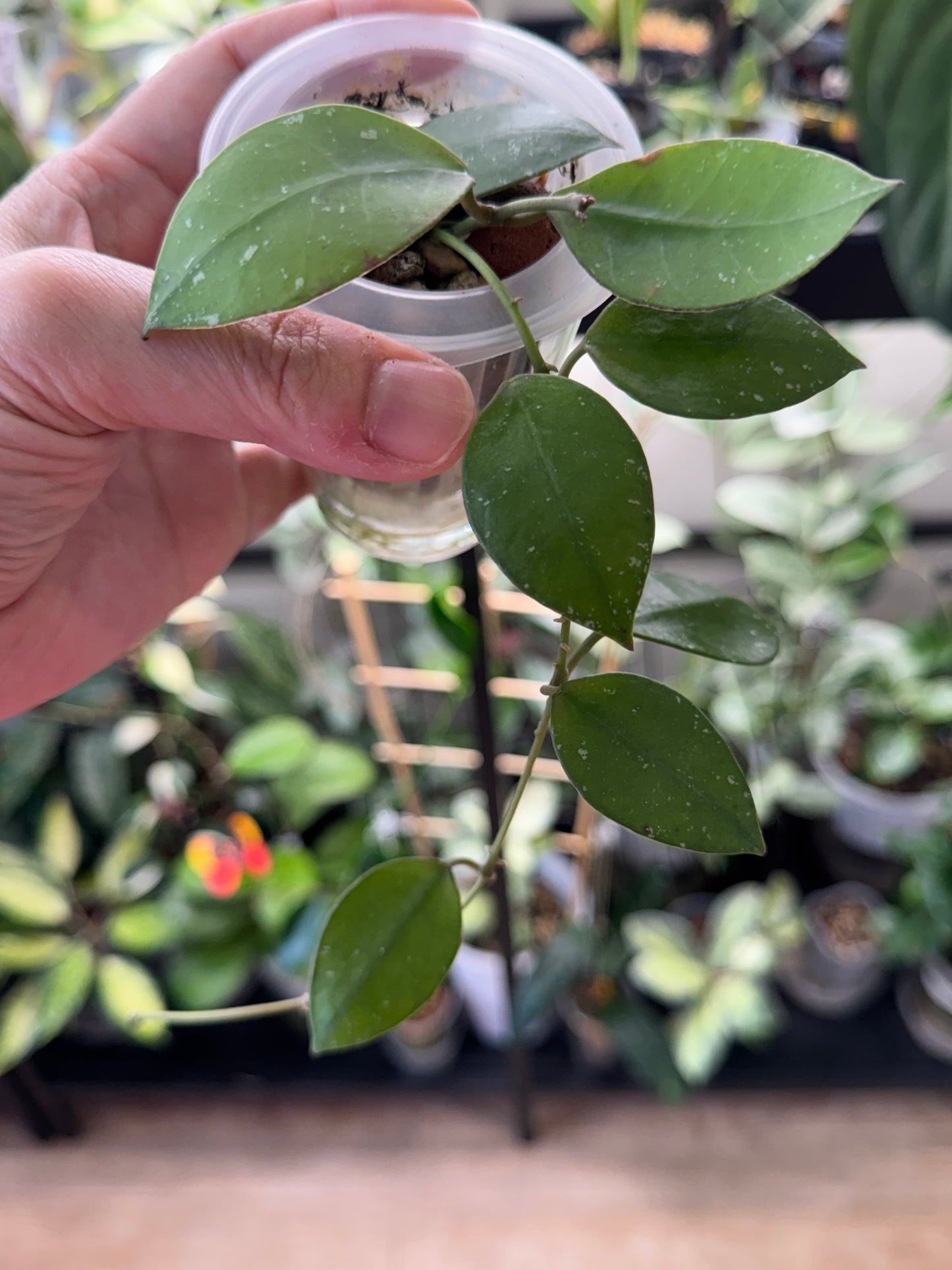 Hoya nabawensis splash