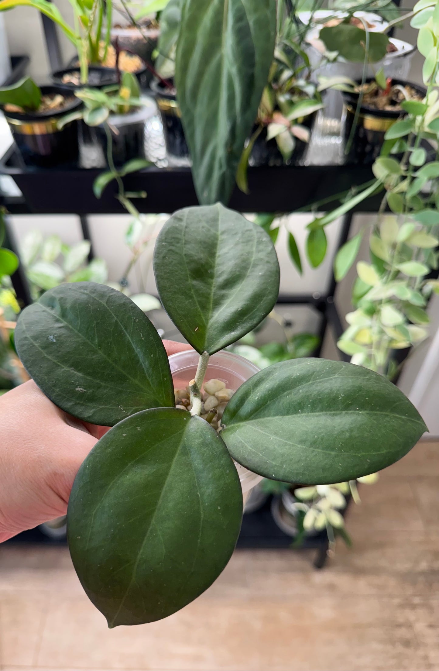 Hoya patcharawalai023 (icensis)