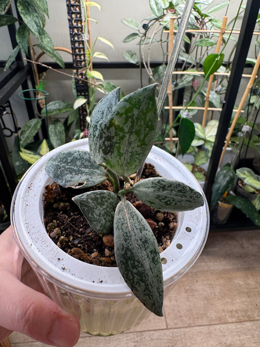 Rare Hoya lacunosa silver lime