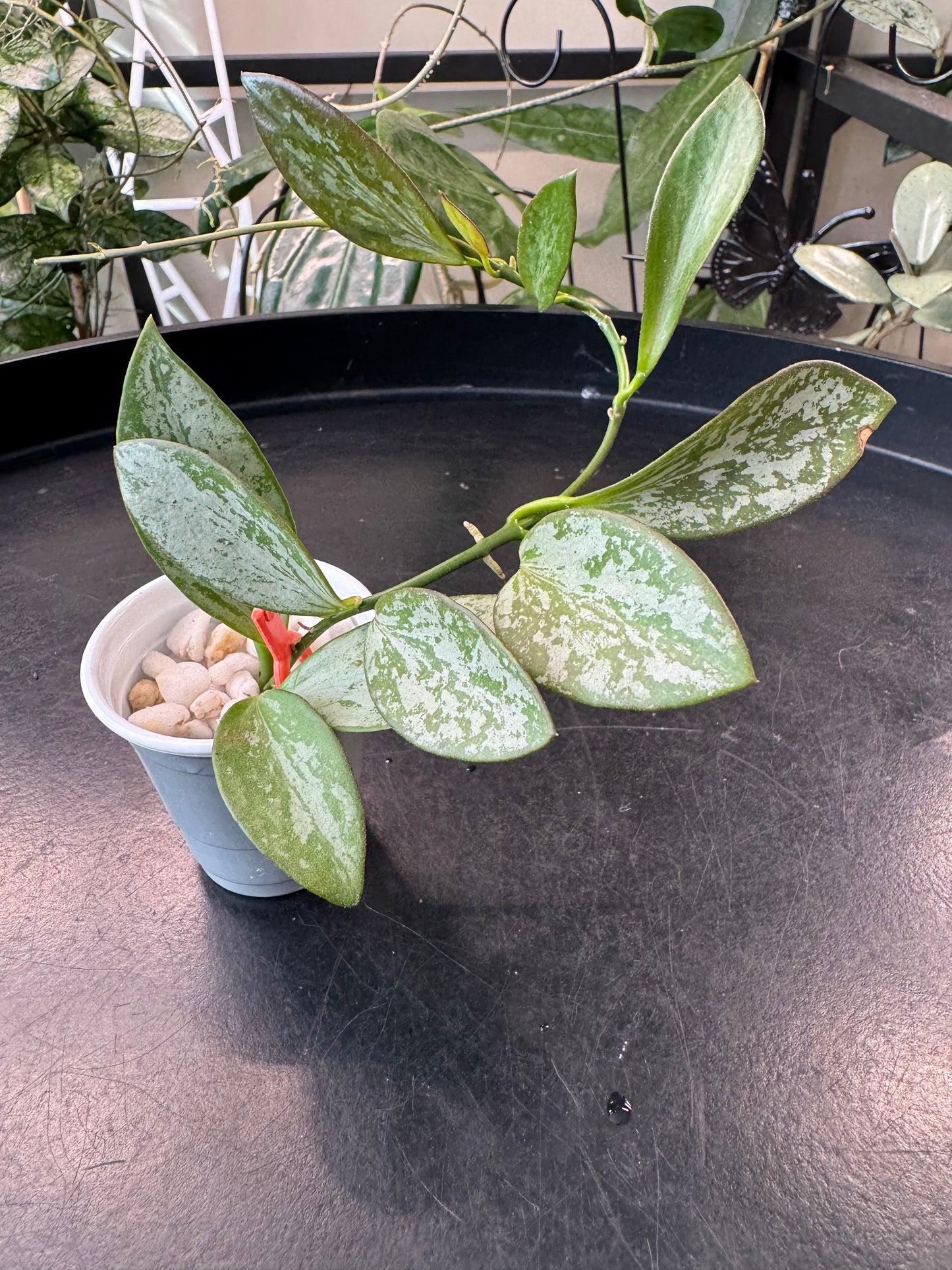 Hoya aff collina sp Papua Silver Splash