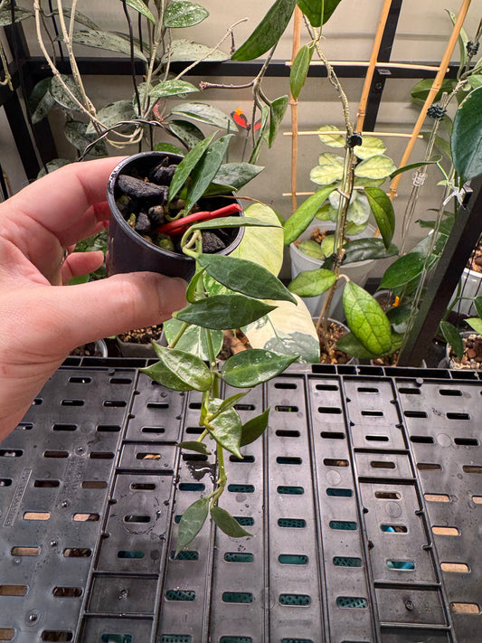 Hoya lacunosa inner v. Reverted