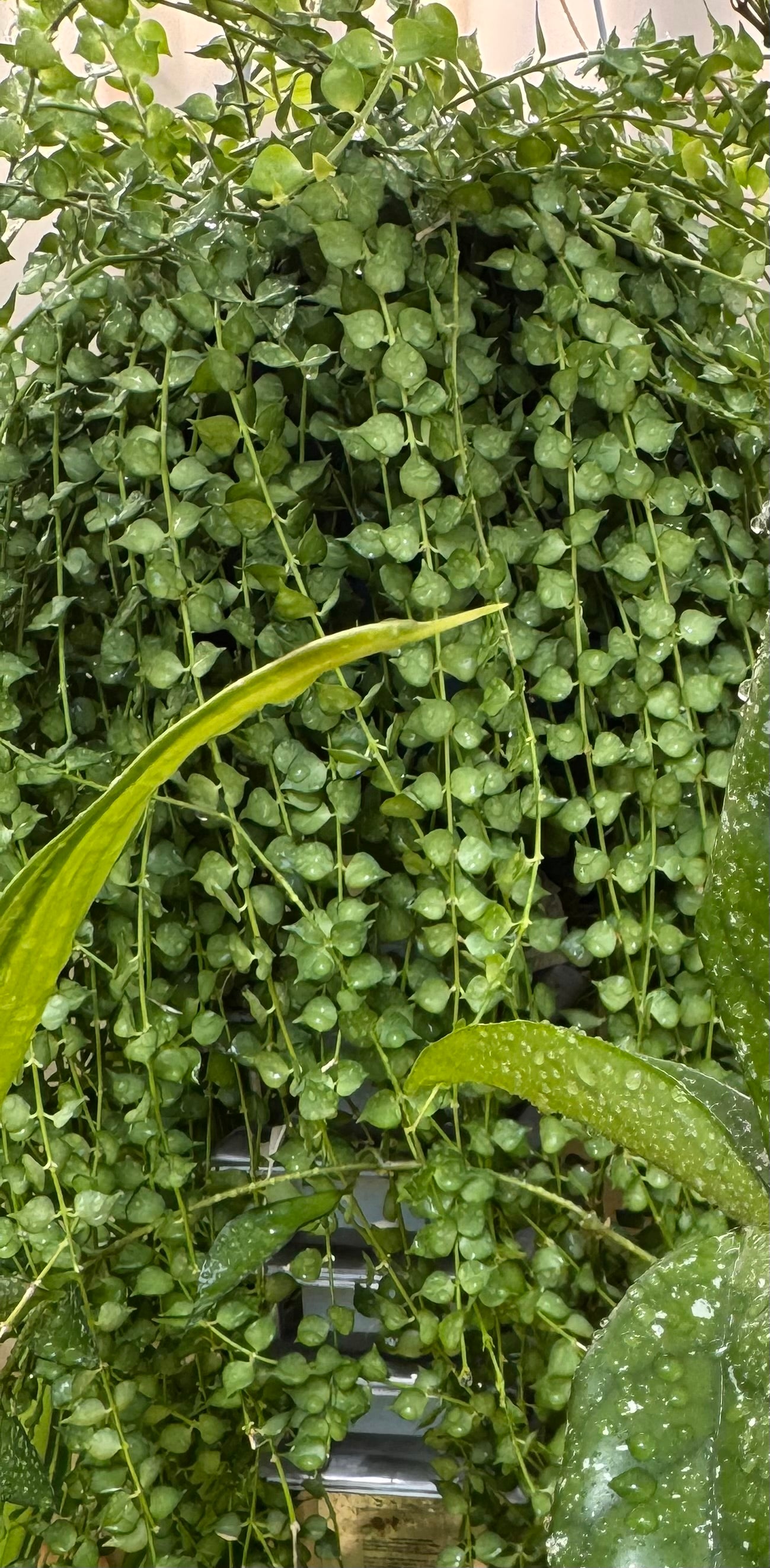 Dischidia ruscifolia million hearts