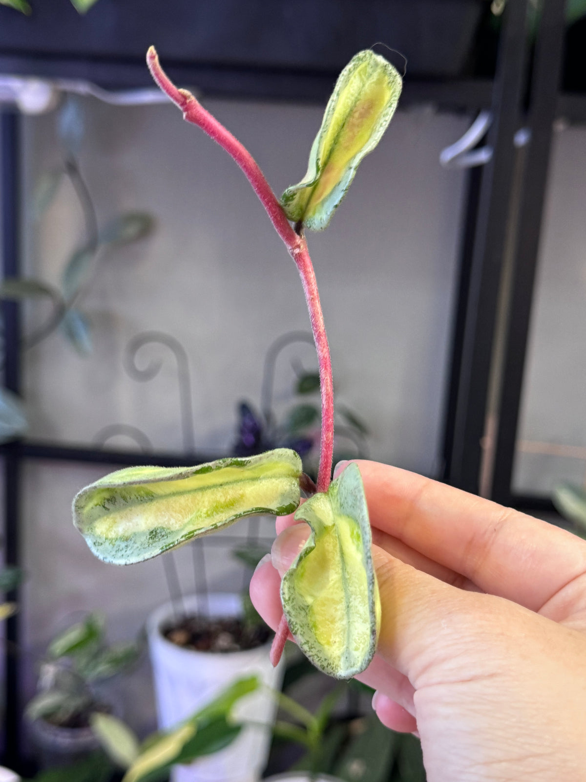 Hoya argentea princess A tip cutting
