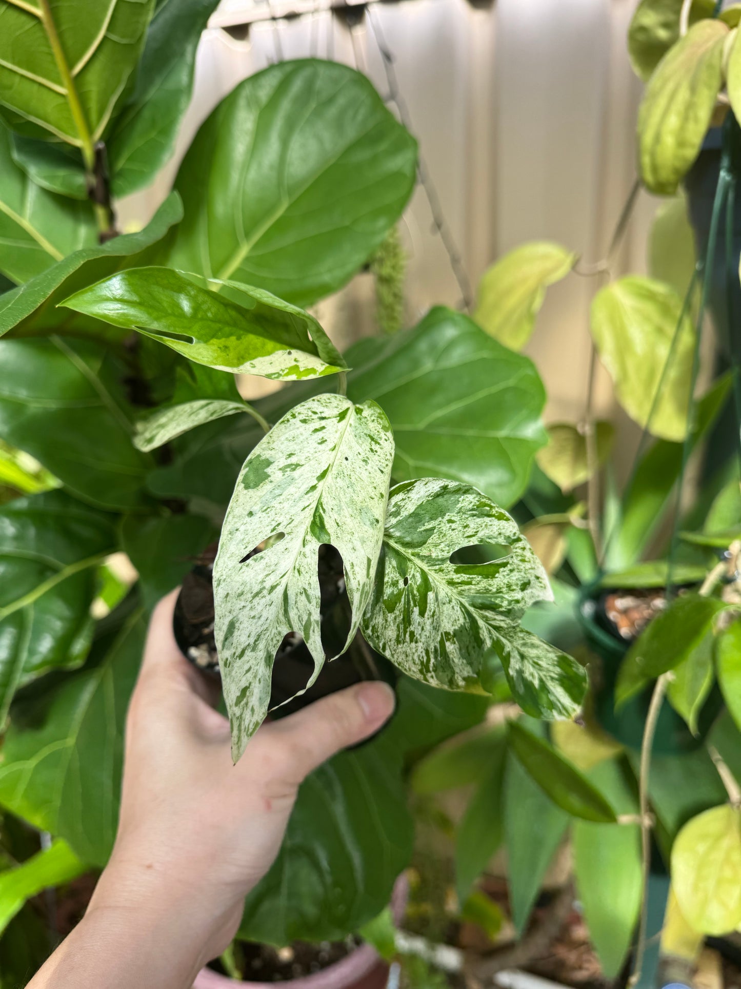 Epipremnum pinnatum marble