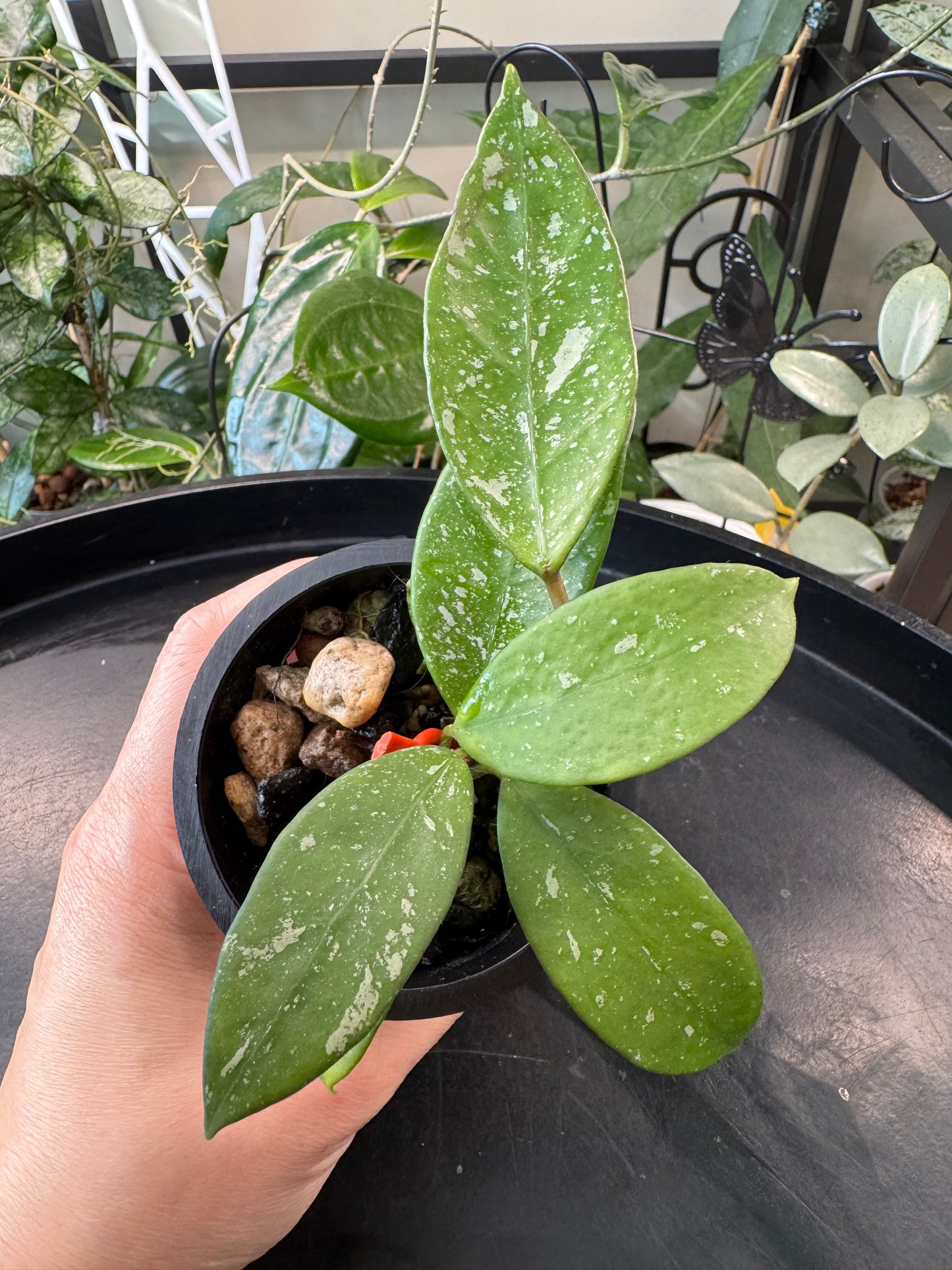 Hoya lai chau splash