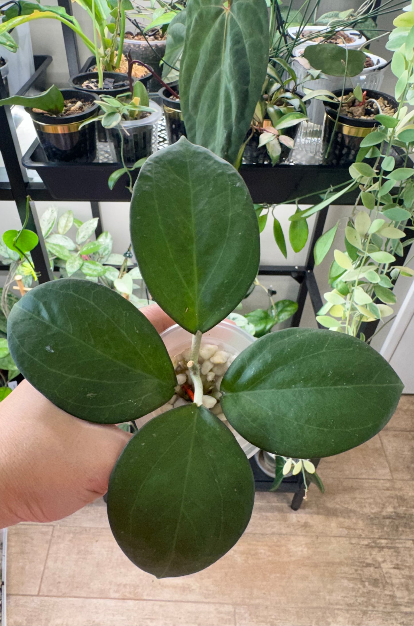 Hoya patcharawalai023 (icensis)