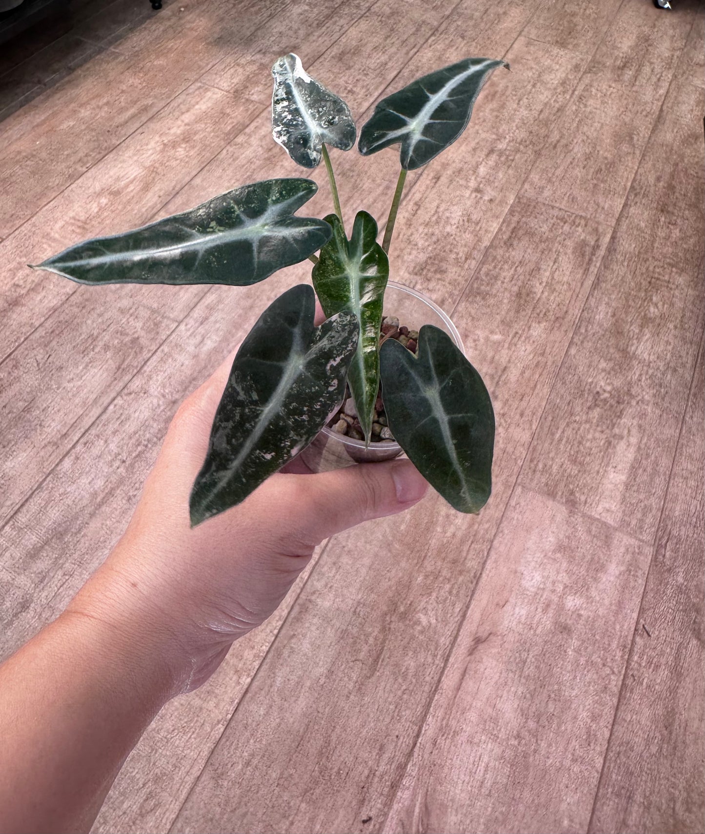 Alocasia bambino variegated