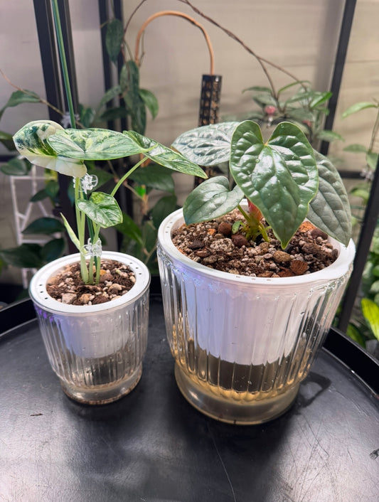 Clear self watering pots