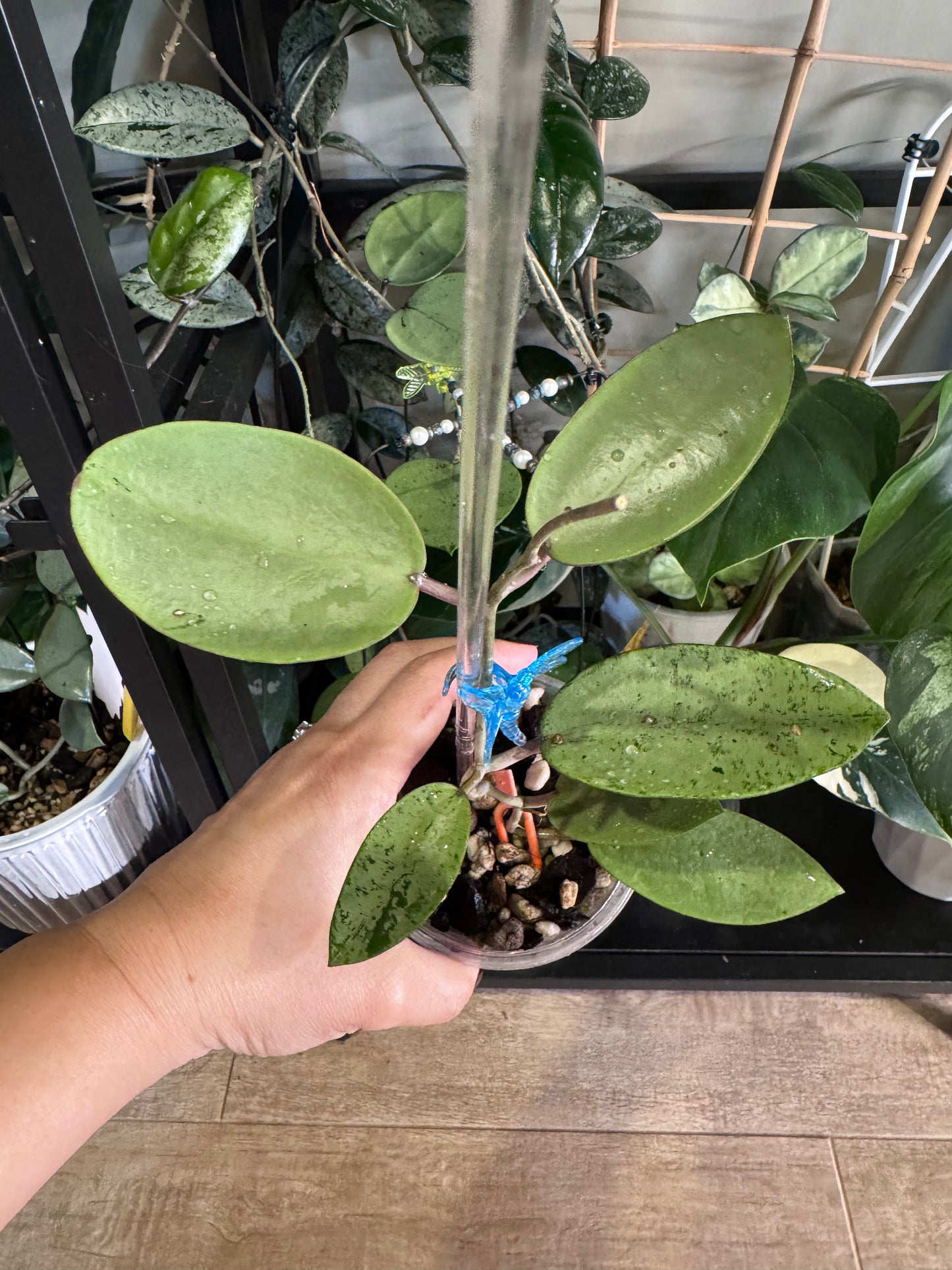 Hoya silver dollar