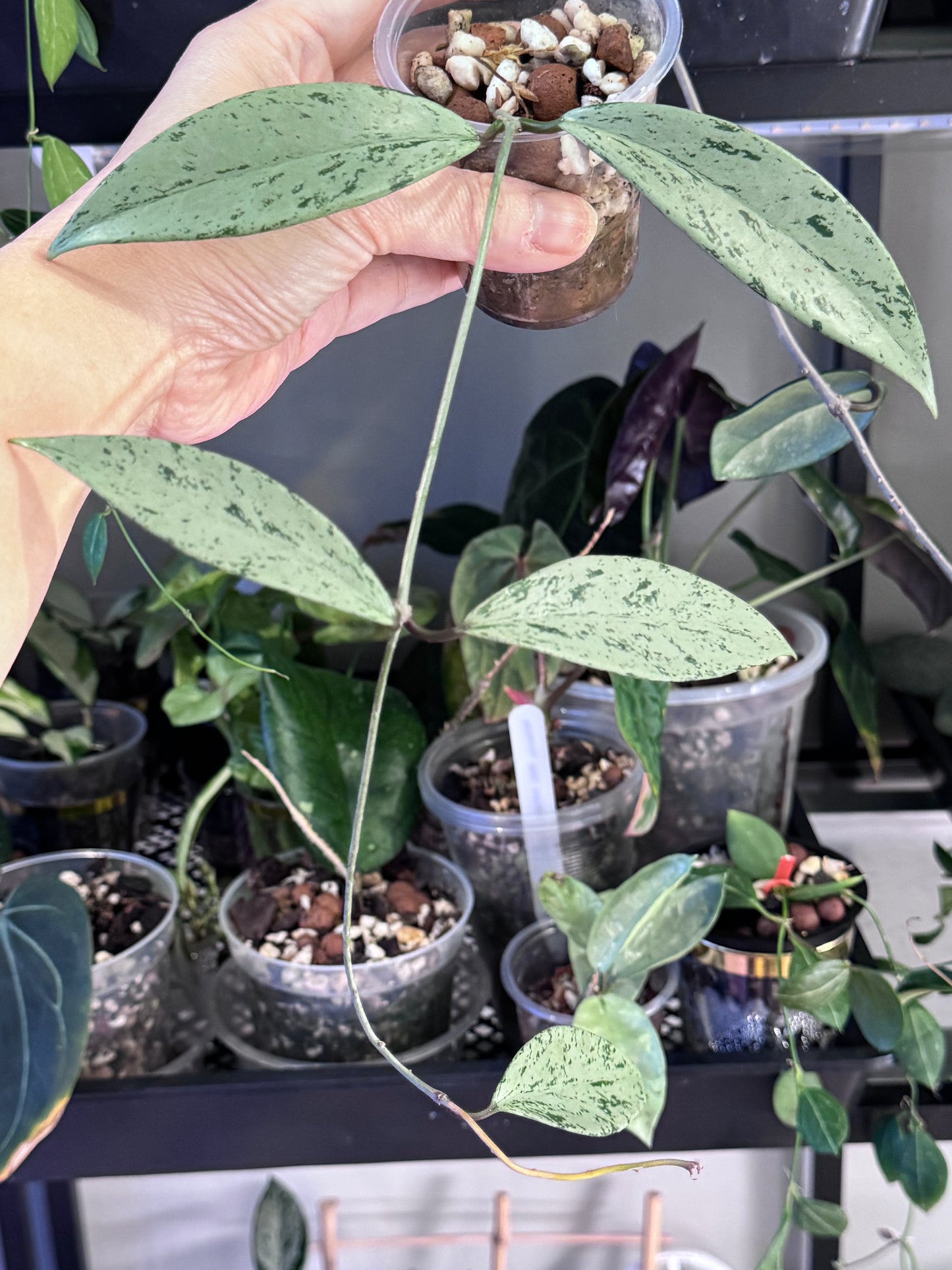 Hoya pubicalyx silver ghost