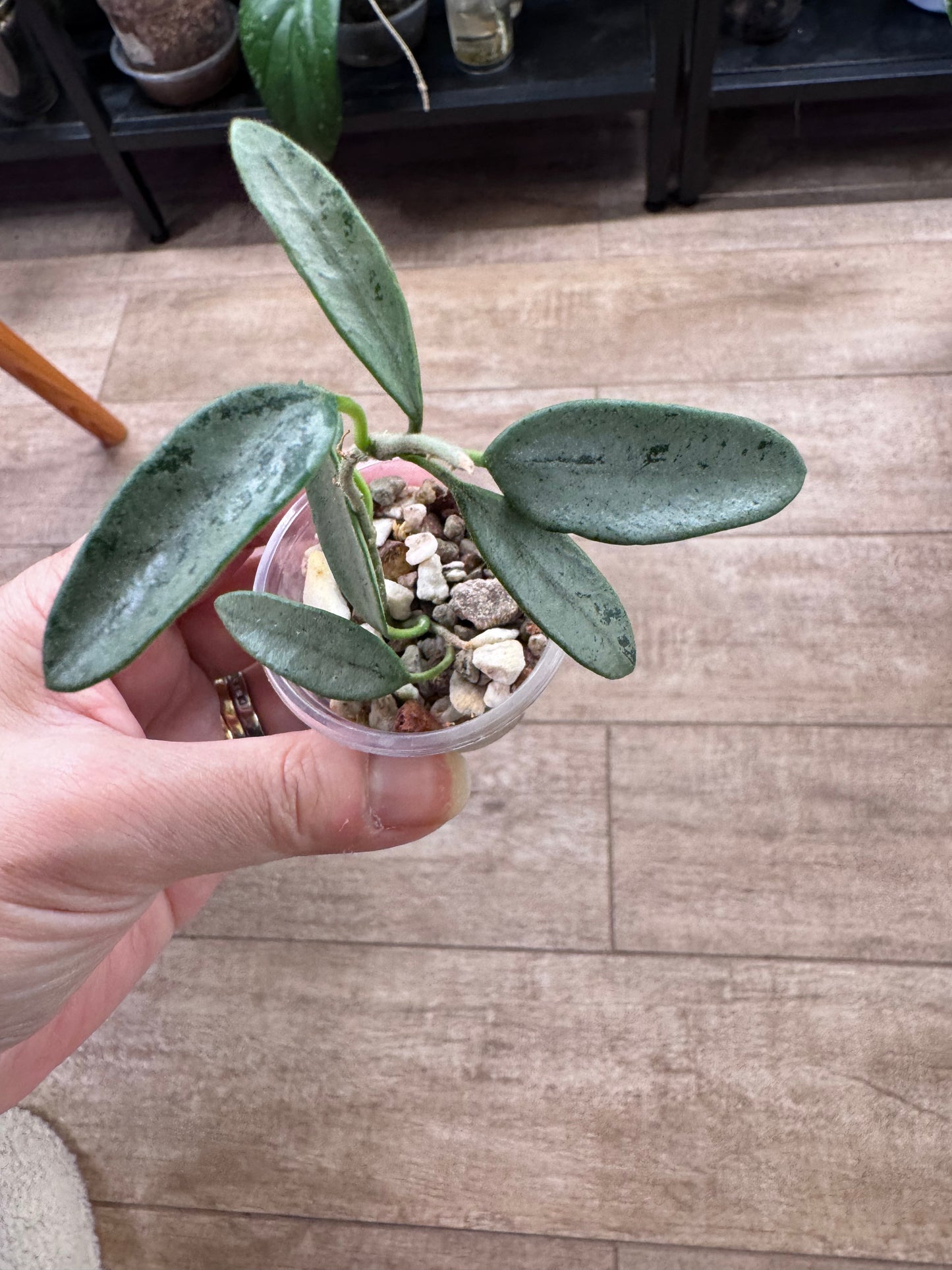 Hoya Lima silver