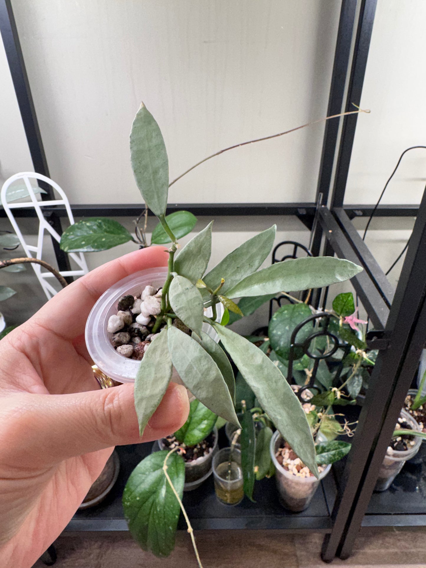 Hoya lacunosa long leaf
