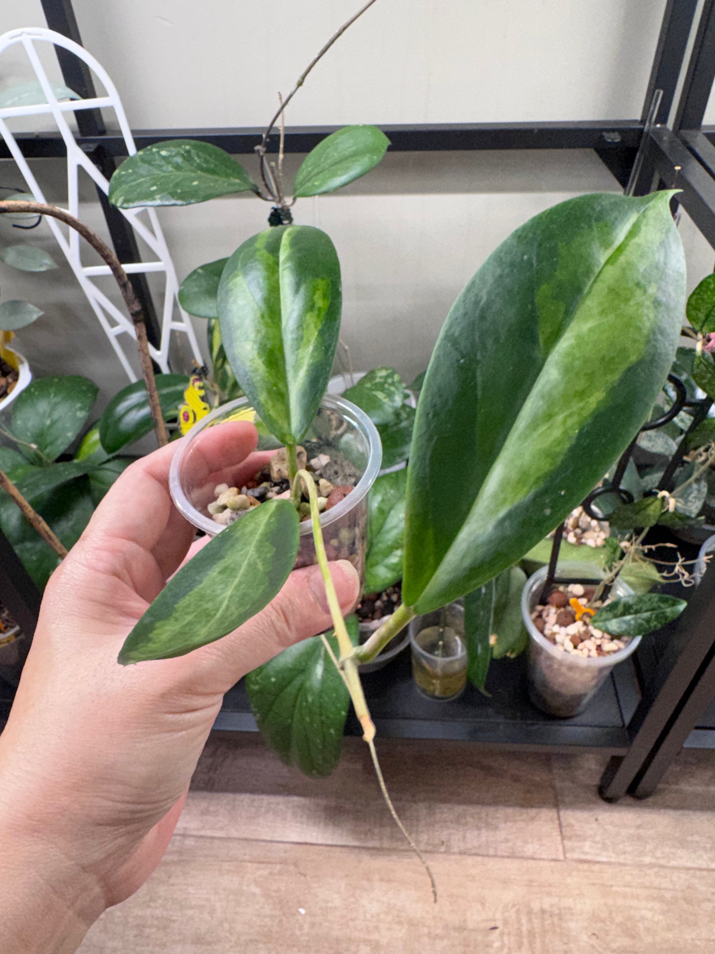 Hoya incrassata moonshadow