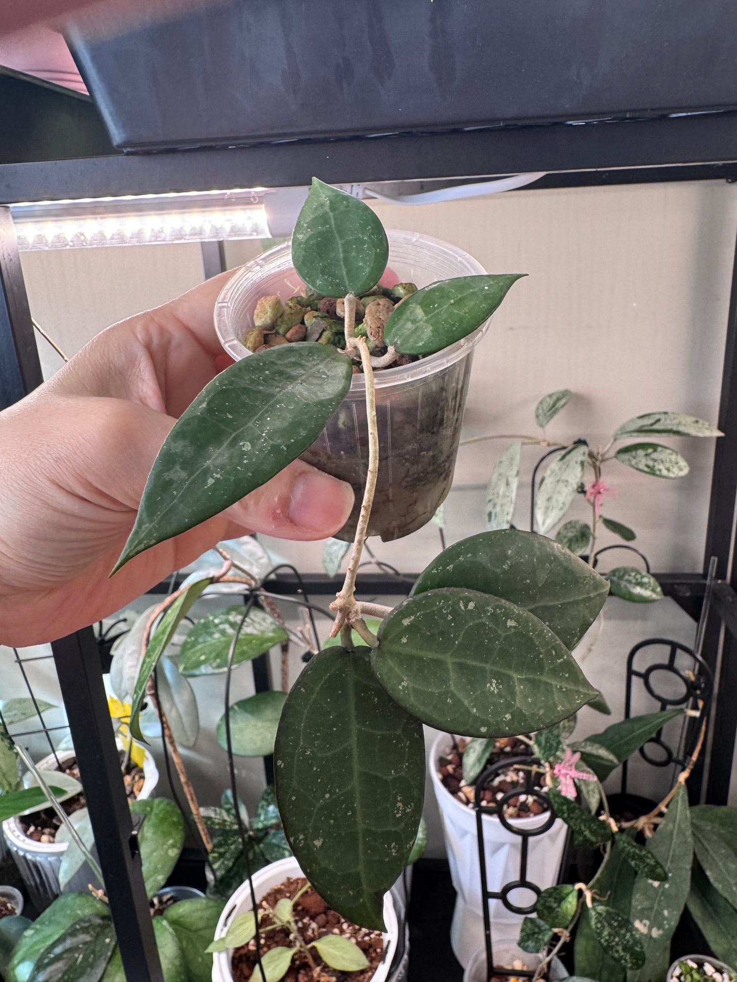 Hoya parasitica black margin