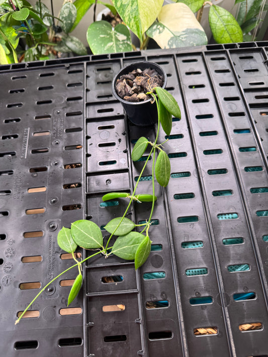 Dischidia pandanus creek