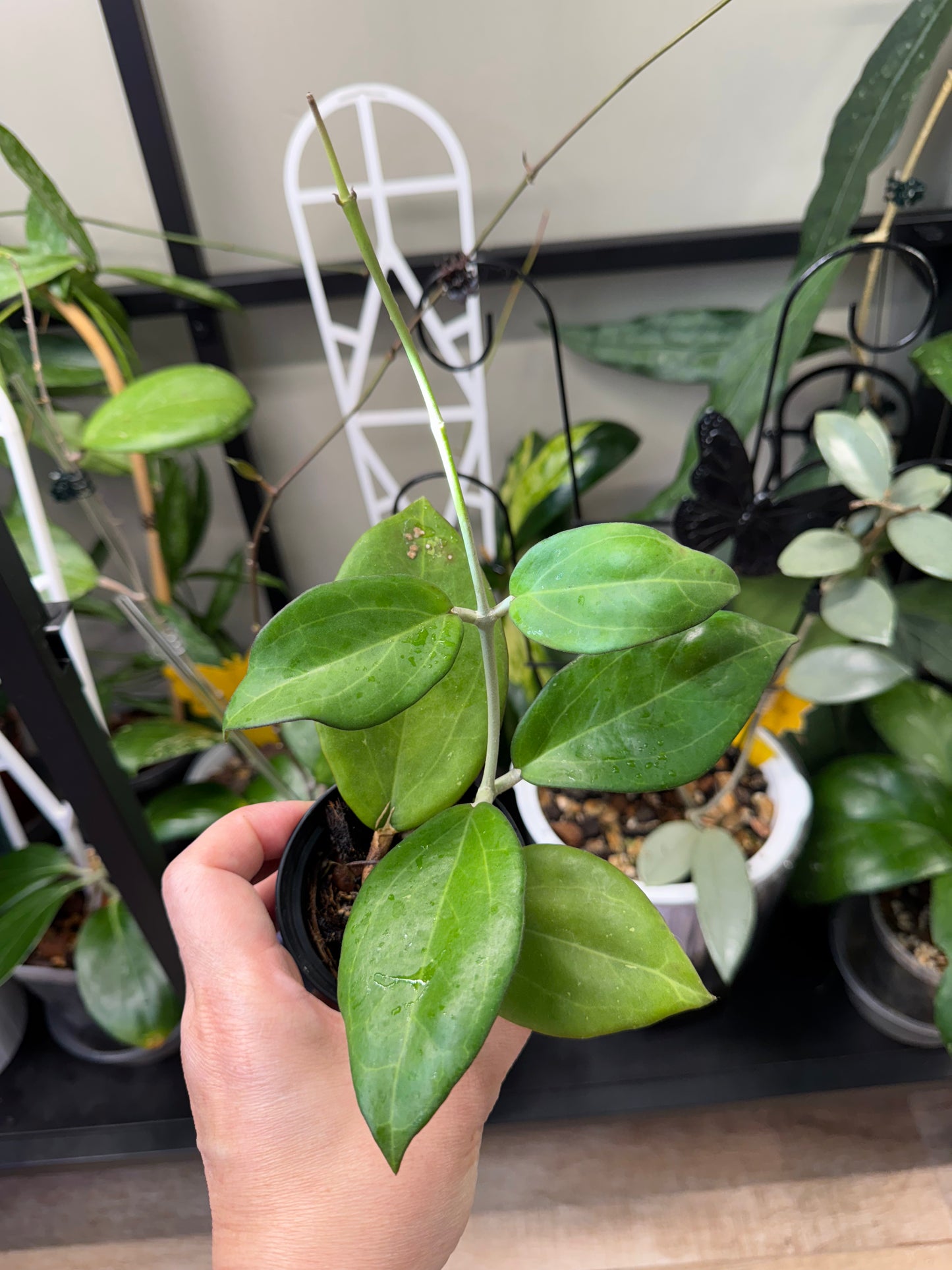 Hoya icensis