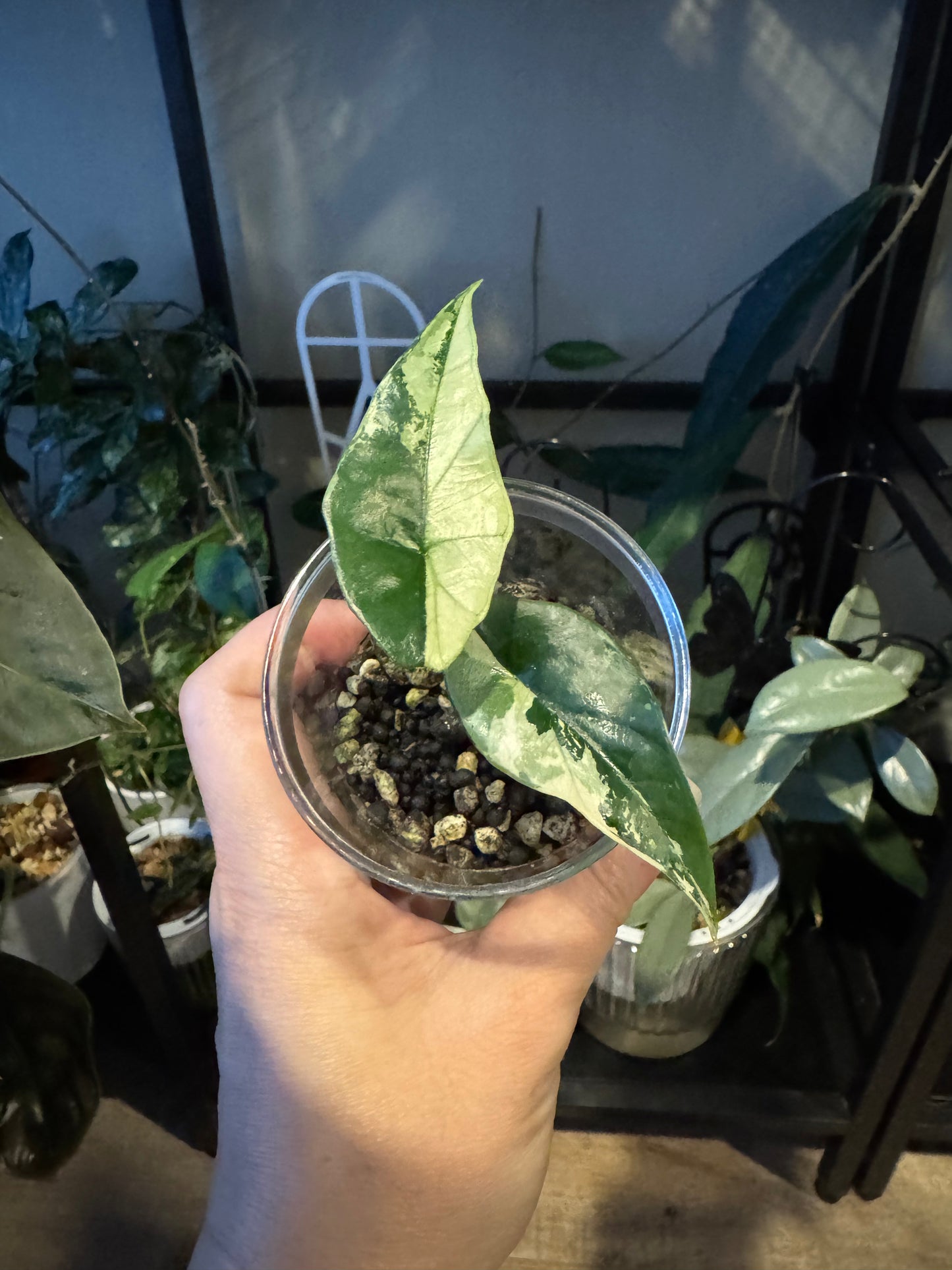Alocasia Simpo albo