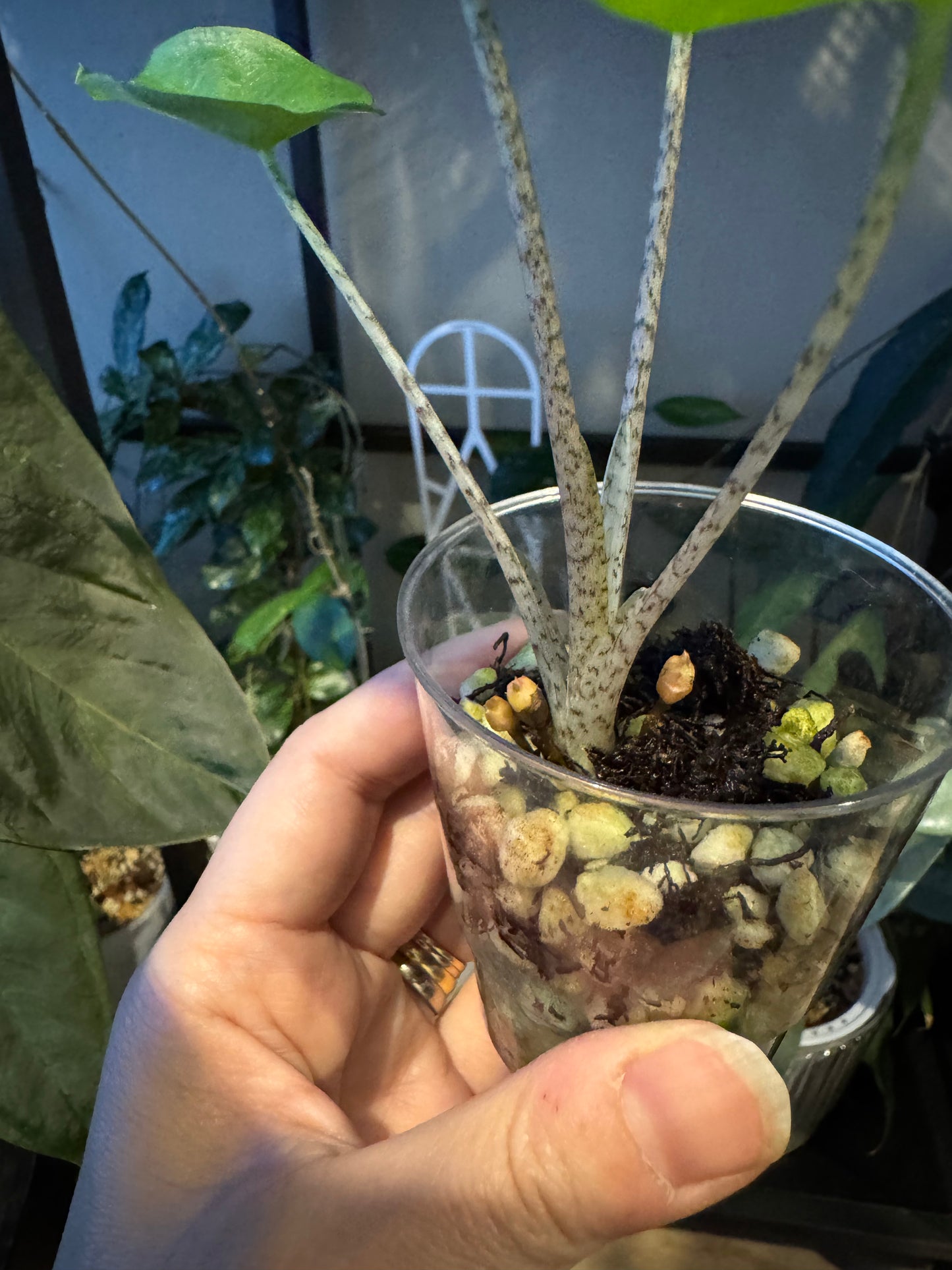 Alocasia Flemingiana albo w’ corms