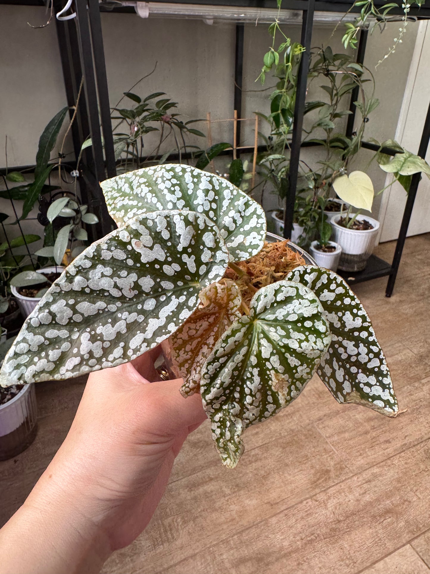 Begonia snow capped