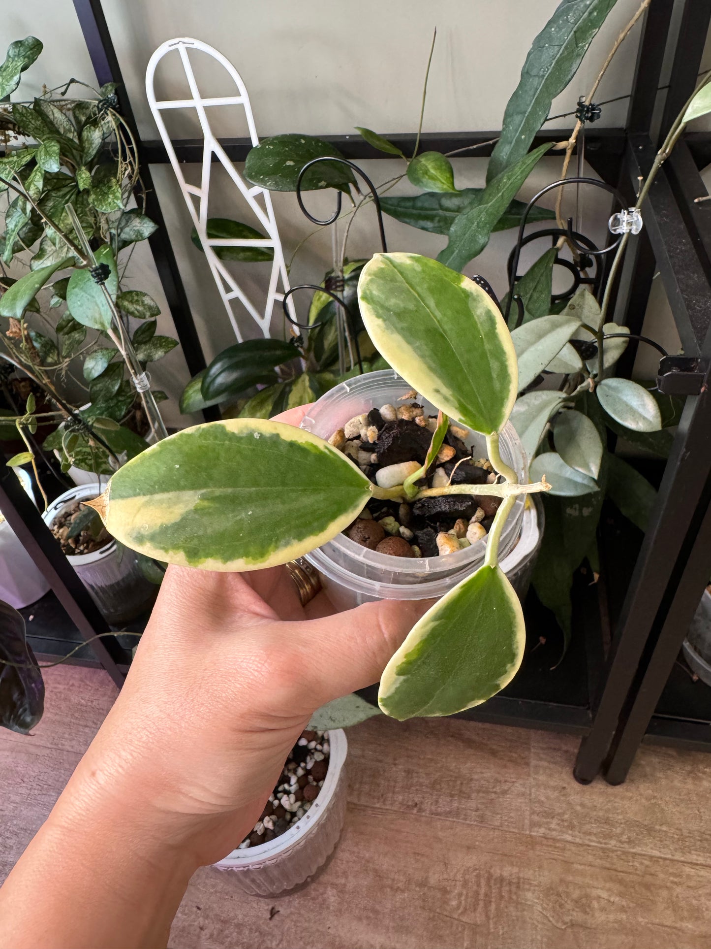 Hoya sp para albo
