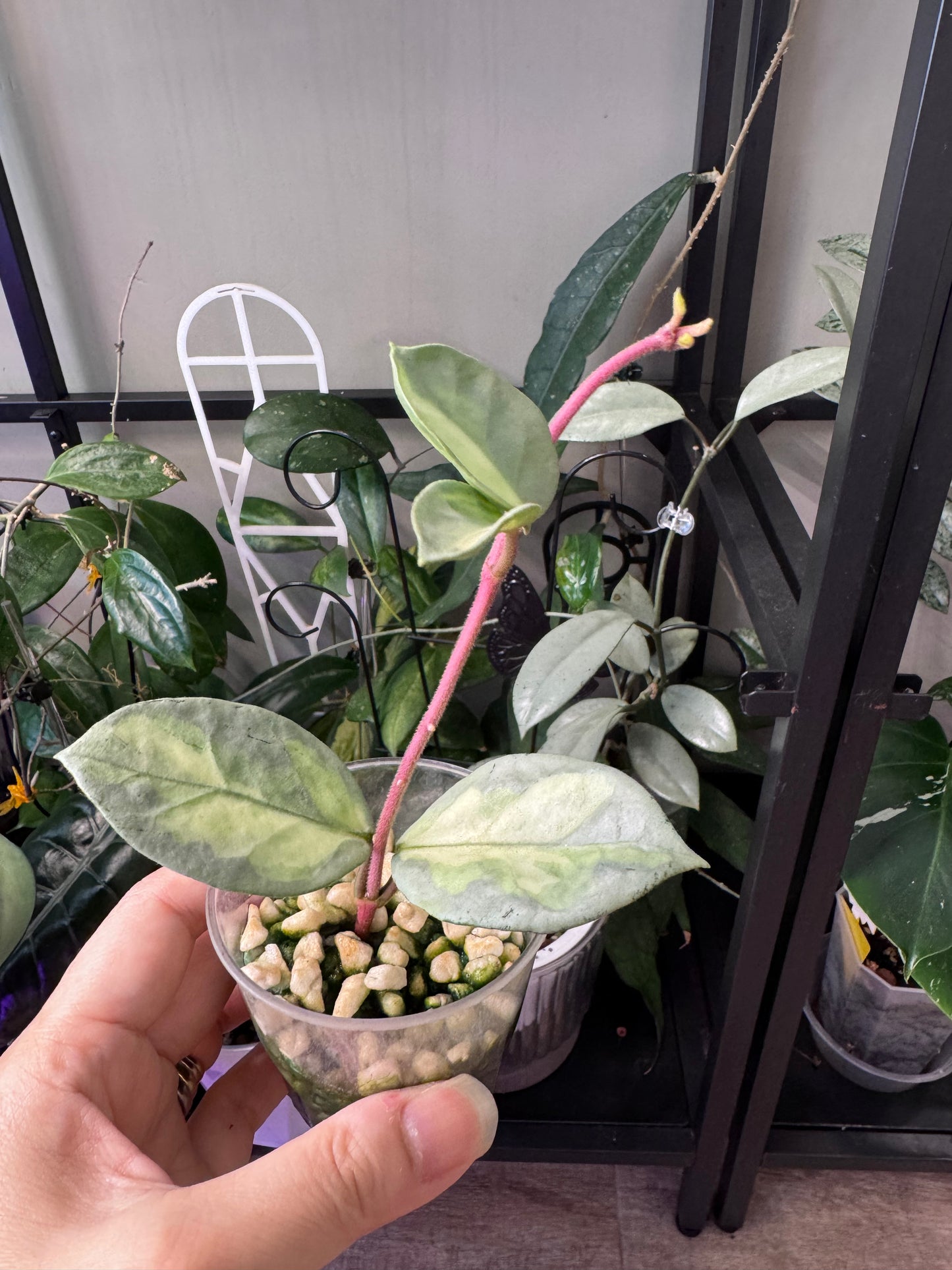 Hoya argentea princess B