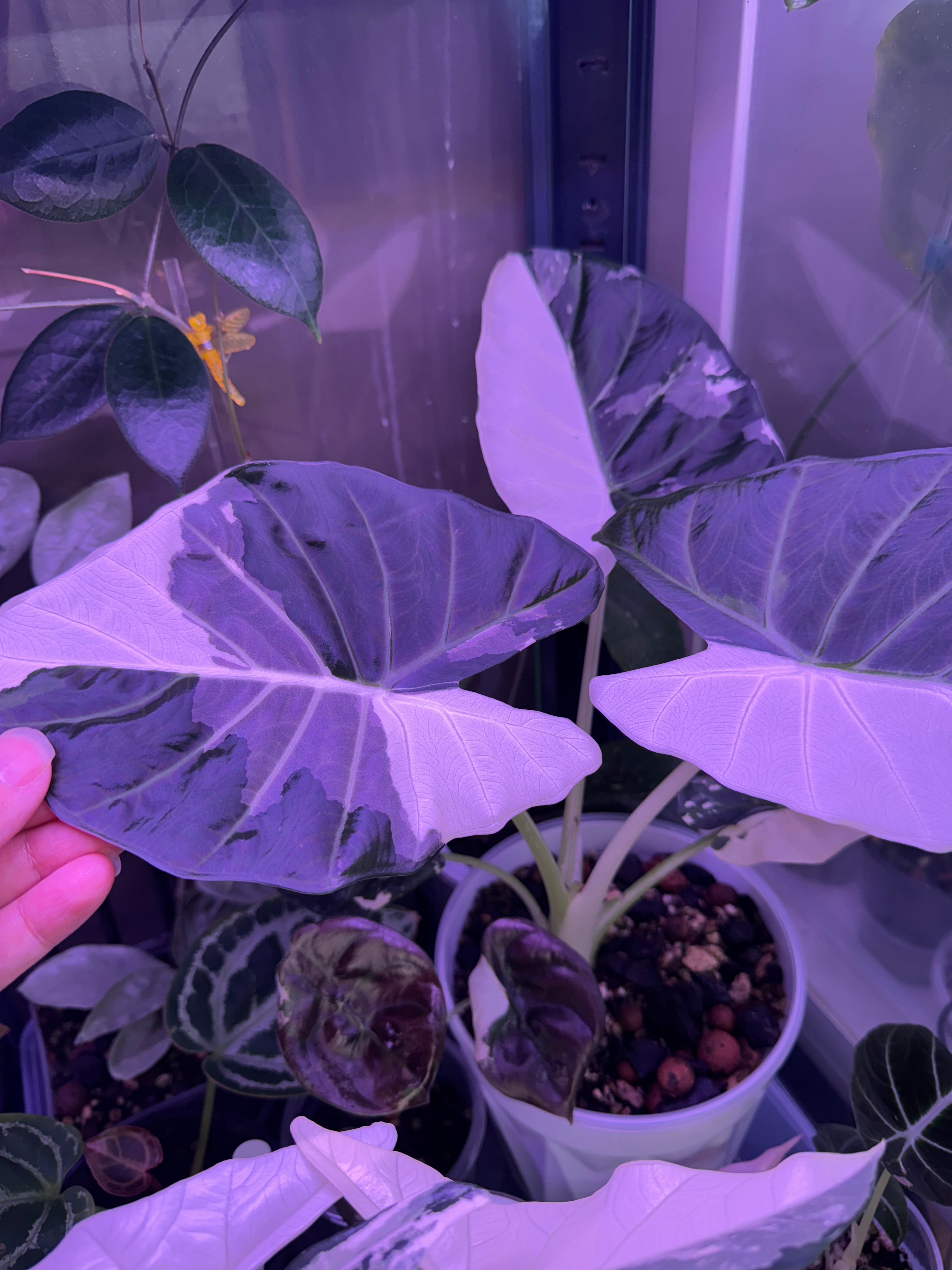 Collections – Just plants & gifts