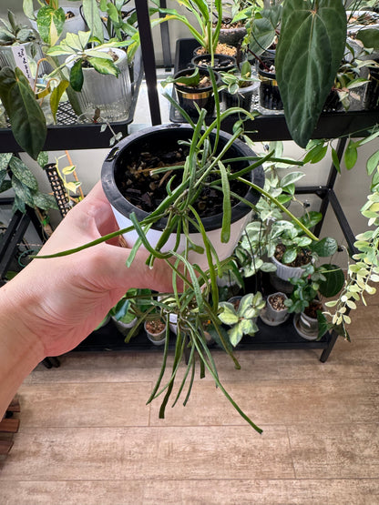 Hoya retusa