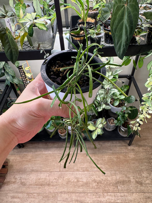 Hoya retusa