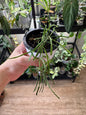 Hoya retusa