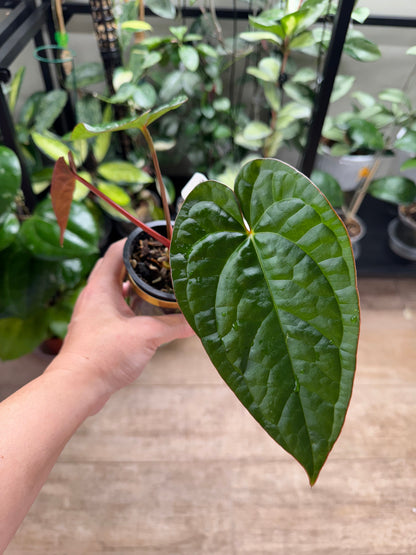 Anthurium Jessica rabbit x luxurian