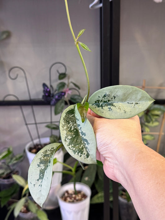 Hoya AH074 tip cutting