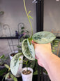 Hoya AH074 tip cutting