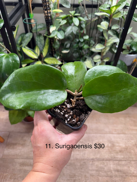 Hoya surigaoensis