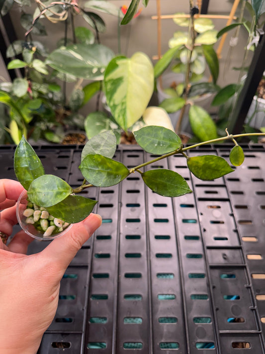 Hoya Lacunosa Amarillo