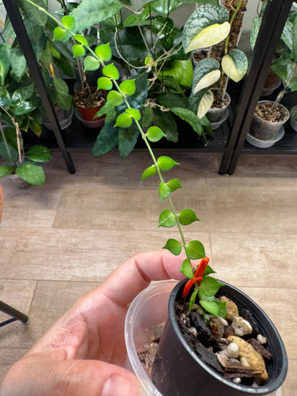 Dischidia ruscifolia million hearts